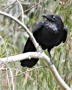 Little-Raven-13-10-2019-Veronica-DSCN0155