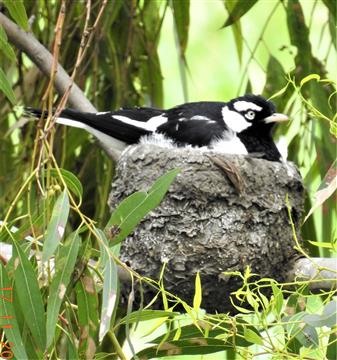 Magpie-lark-(Nest)-Veronica-DSCN0778