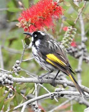 New-Holland-Honeyeater-17-11-2019-Veronica-DSCN0740