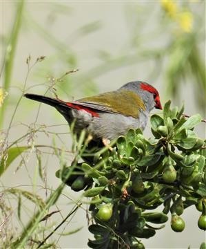 Red-browed-Finch-27-10-2019-Veronica-DSCN0383