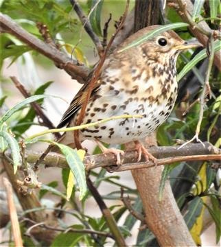 Song-Thrush-17-11-2019-Veronica-DSCN0745