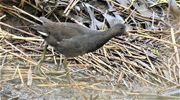 Dusky-Moorhen-(Juv)-06-04-2020-LT1_4284