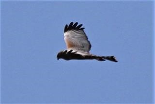 Spotted-Harrier-09-04-2018-(7)