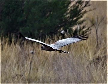 Spotted-Harrier-11-04-2018-(5)