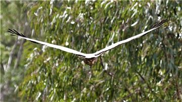 Spotted-Harrier-11-04-2018-(7)