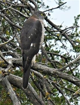 Brown-Goshawk-22-04-2020-LT1_4552-(2)