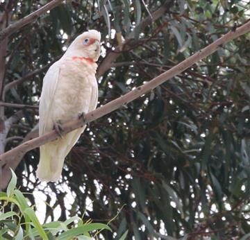 Long-billed-Corella-24-12-2017-(DylanC)-(3)