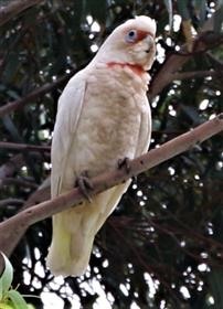 Long-billed-Corella-24-12-2017-(DylanC)-(4)