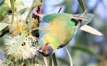 Purple-crowned-Lorikeet-15-06-2015-(5)