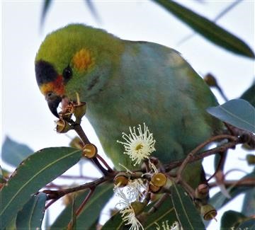 Purple-crowned-Lorikeet-24-05-2015-(3)