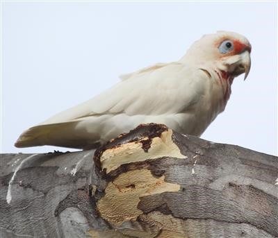 Long-billed-Corella-20-02-2017-HannahWatts-Park-Melton