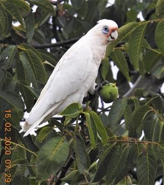 Long-billed-Corella-15-02-2020-Veronica-DSCN2090