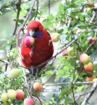 Crimson-Rosella-eating Cherry-Plums-03-01-2019-Foster