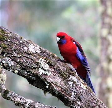 Crimson-Rosella-01-05-2019-IMG-0095 (2)-Foster