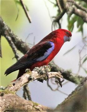 Crimson-Rosella-22-10-2018-Foster (1)