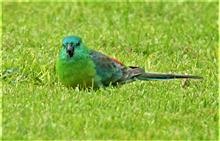 Red-rumped-Parrot 22-08-2019 LT1-0977