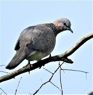 Spotted-Dove-30-07-2019-LT1_0650