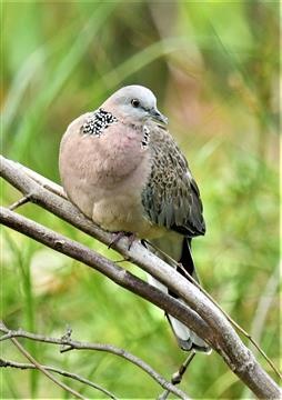 Spotted-Dove-28-02-2020-LT1_3891