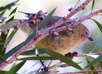 Yellow-Thornbill-15-02-2017