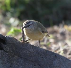 Yellow-rumped-Thornbill-27-07-2015