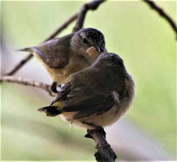 Yellow-rumped-Thornbill-(feed young)31-12-2016