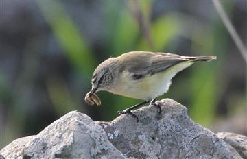 Yellow-rumped-Thornbill-03-07-2016