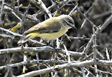 Yellow-rumped-Thornbill-14-10-2019-LT1_2400