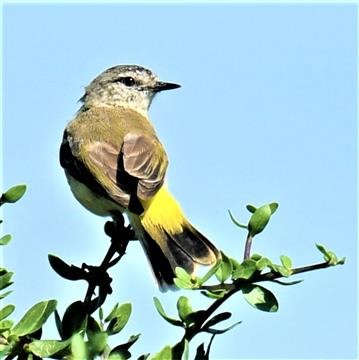 Yellow-rumped-Thornbill-17-02-2020-LT1_3790 (3)