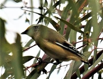 Striated-Pardalote-05-07-2019-LT1_0249 (2)