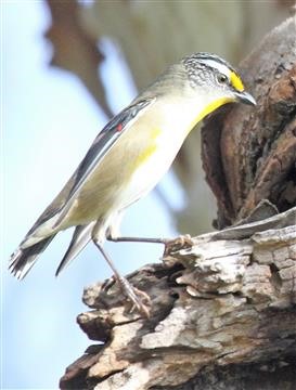 Striated-Pardalote-16-06-2017-Woodlands HistPark-IMG_1399 (3)