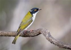 White-naped-Honeyeater-(Pic from Internet)