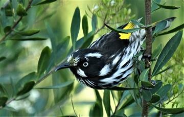 New-Holland-Honeyeater-22-02-2020-LT1_3806 (2)