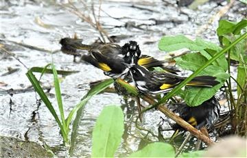 New-Holland-Honeyeater-21-03-2020-LT1_4022 (2)