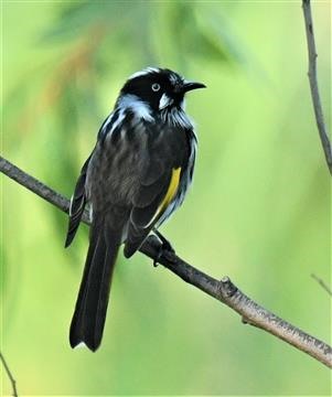 New-Holland-Honeyeater-22-02-2020-LT1_3809 (2)