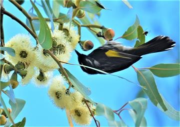 New-Holland-Honeyeater-31-03-2020-LT1_4200 (3)