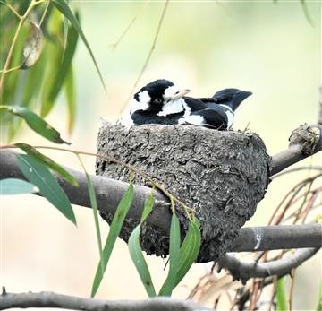 Magpie-lark-(F)-12-09-2019-LT1_1285