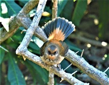 Rufous-Fantail-29-04-2020-LT1_4468 (4)