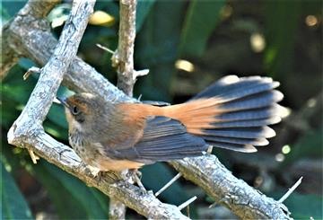 Rufous-Fantail-19-04-2020-LT1_4470 (3)