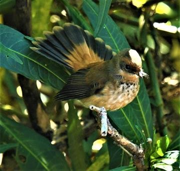 Rufous-Fantail-19-04-2020-LT1_4474 (3)