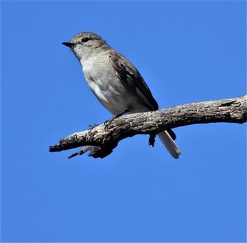 Jacky-Winter-02-02-2016 Toolern-Creek-Park -IMG_7384 (2)