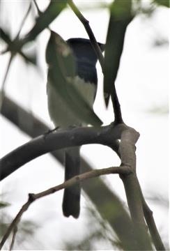 Satin-Flycatcher-(M)-17-11-2015-IMG_6732 (2)