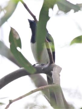 Satin-Flycatcher-(M)-17-11-2015-IMG_6736 (2)