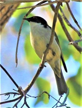 White-naped-Honeyeater-14-09-2015-Long-Forest-Happy-Valley-IMG_5607 (3)