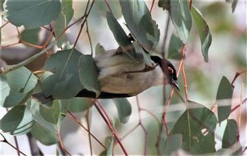 White-naped-Honeyeater-09-09-2017-Heathcote-Water-Plant-IMG_1707 (2)