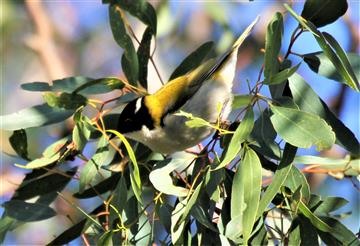 White-naped-Honeyeater-19-07-2015-Mt-Rothwell-IMG_4752 (2)