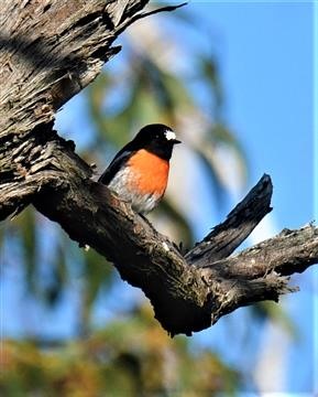 Scarlet-Robin-14-09-2019-Gherang-Ghereng-Bushland-Res-LT1_1339