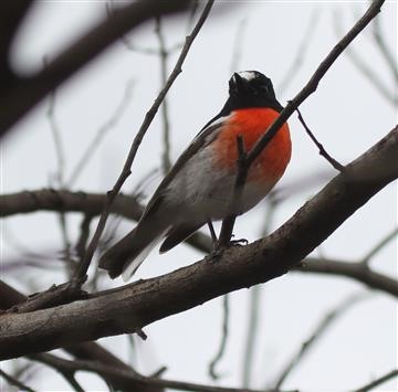 Scarlet-Robin-28-05-2018 You-Yangs-Big-Rock-(2)