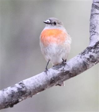 Scarlet - Robin-(F)-15-05-2018-Birremathool-Bailieston