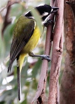 Crested-Shrike-tit-17-05-2017-Foster (3)