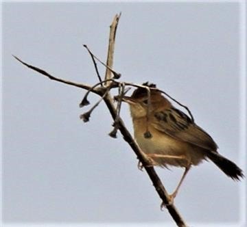 Golden-headed-Cisticola-20-12-2016 (3)